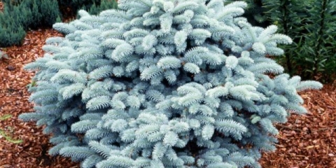 Smreka bodljikava glauca globoza